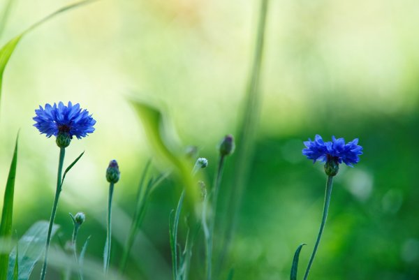 Рисование полевых цветов