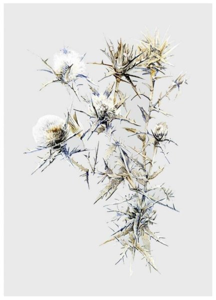 Сканди постеры сухоцвет