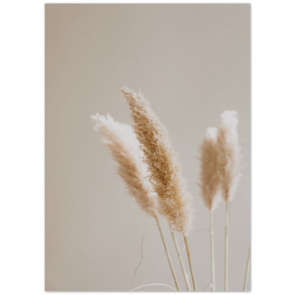 Сухие колосья