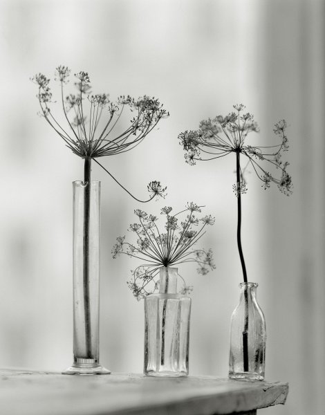 Мастер класс Тиффани гербарий