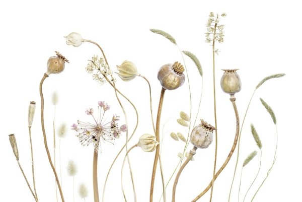 Гербарий в рамке под стеклом