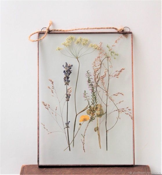 Сухая трава гербарий сухоцветы