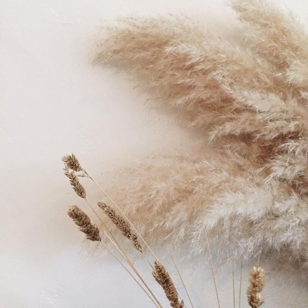 Сухоцветы макро