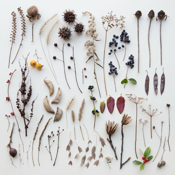 Растения на белом фоне Минимализм