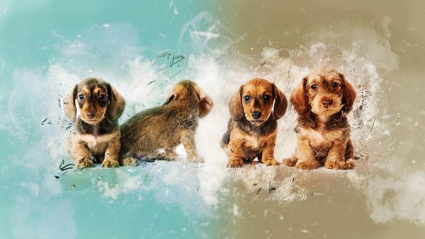 Щенок с плакатом