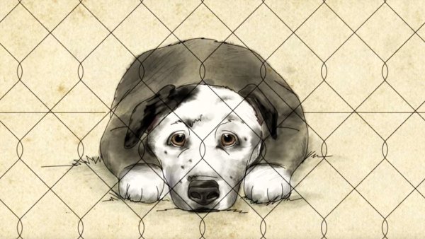 Рисовать собаку в приюте