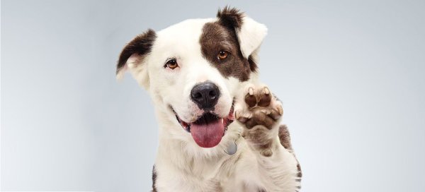 Кассиус Кулидж собаки