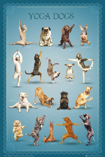 Невероятный мир глазами Энцо (2019)