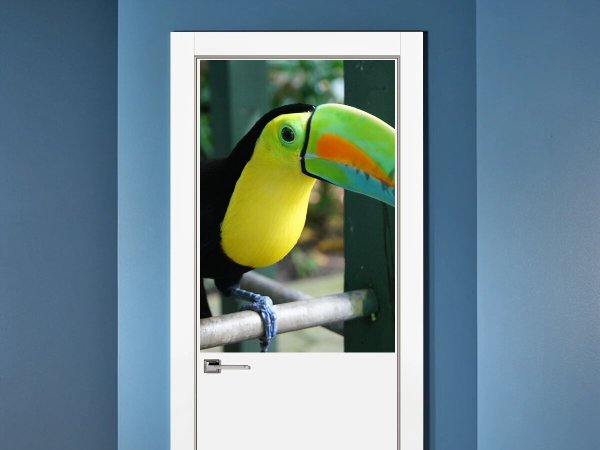 Тукан с прической