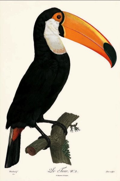 Тукан на ткани батиком