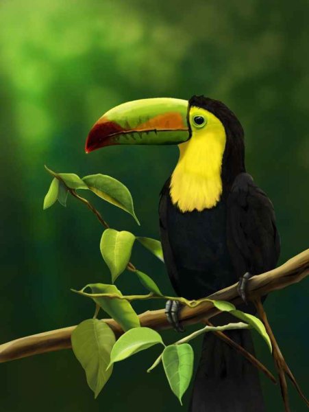 Тукан портрет