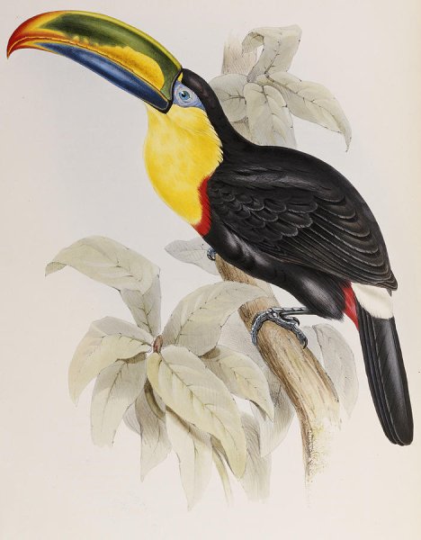 Аватар Тукан