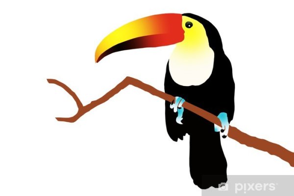 Тукан пуантель