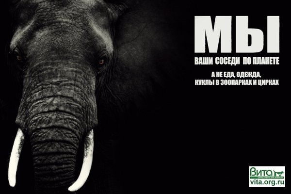 Группа звери альбомы