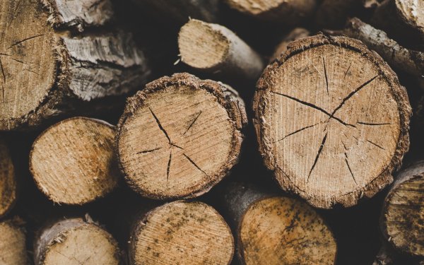 Древесина бревна