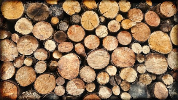 Текстура сруба дерева