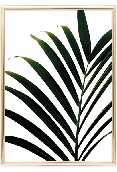 Постер "пальмы"
