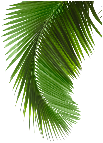 Картина пальмы