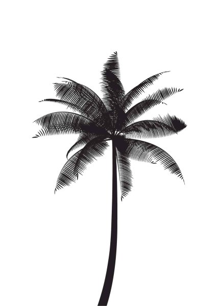 Постер "пальмы"