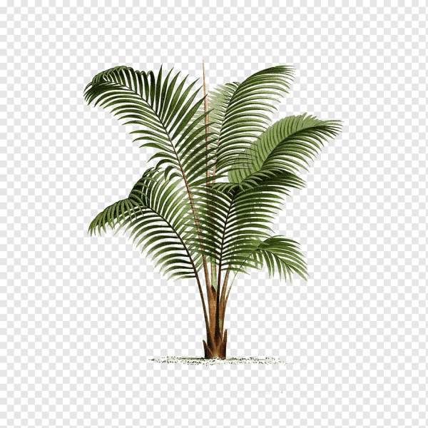 Картина пальмовые листья