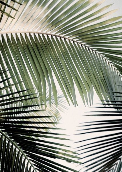 Искусственные листья пальмы