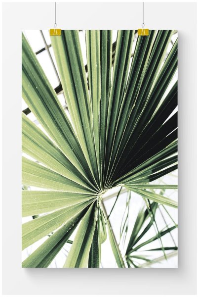 Пальма Ботаническая иллюстрация