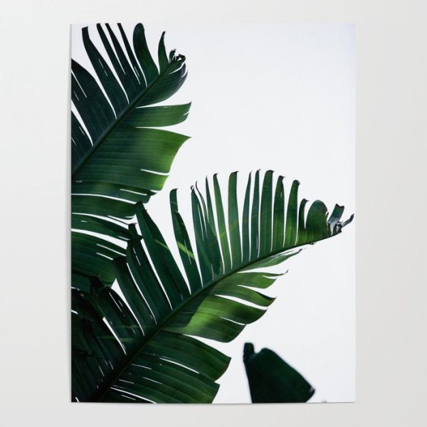 Постер "пальмы"