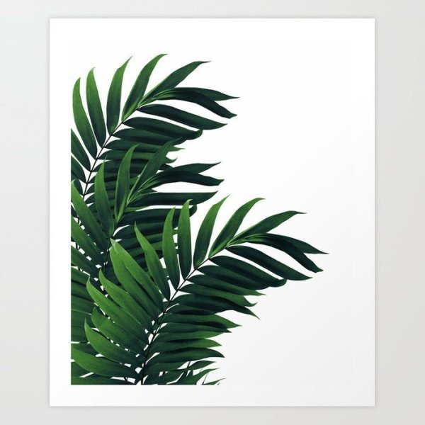 Пальмовые листья