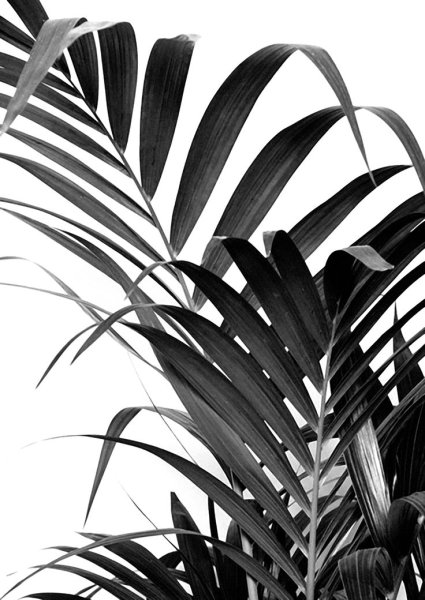 Пальма Ботаническая иллюстрация