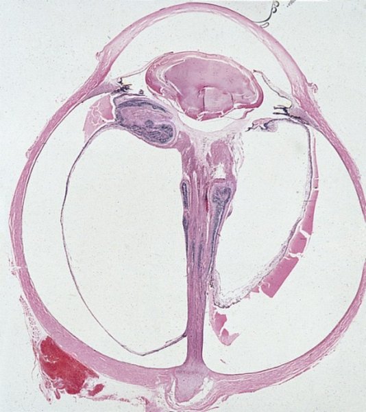 Стикеры ВК лягушка ИК