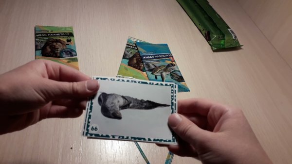 Живая Планета 4d наклейки