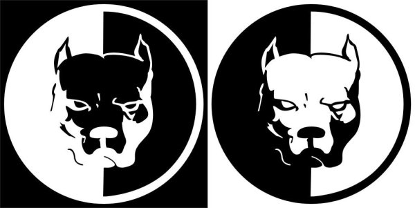 Питбуль на черном фоне