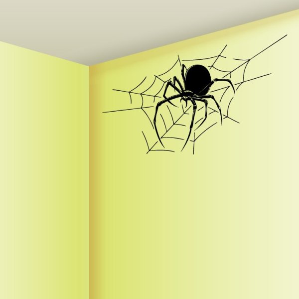 Паутина на белом фоне