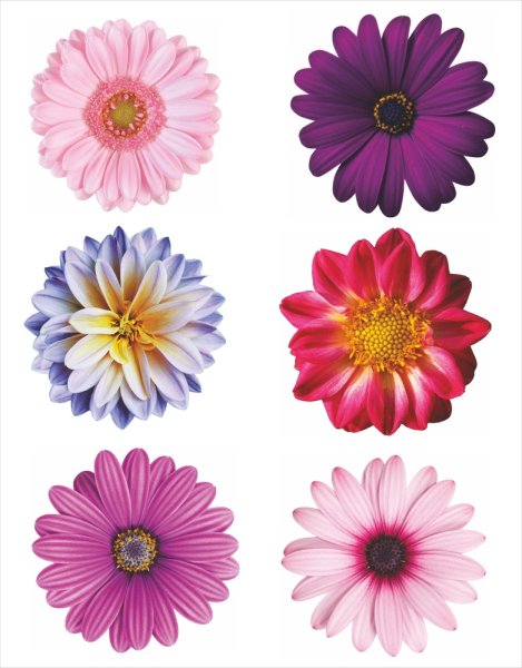 Наклейка - цветы