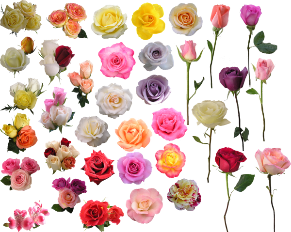 Маленькие цветные цветочки