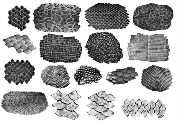 Чешуя монета