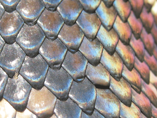 Рыба с белой чешуей