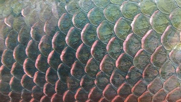 Трафарет крокодиловая кожа