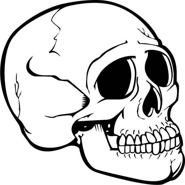 Очертания черепа