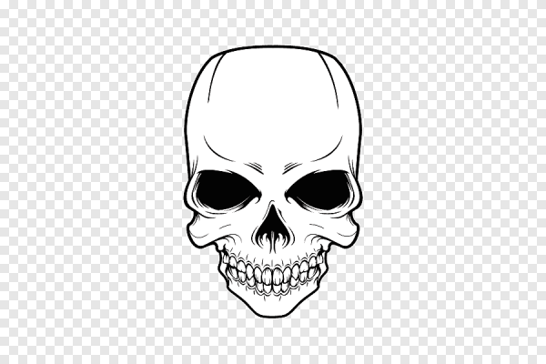 Череп без заднего фона