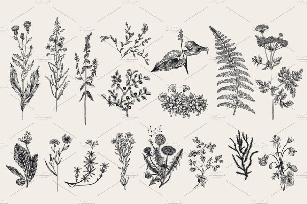 Наклейки полевые травы