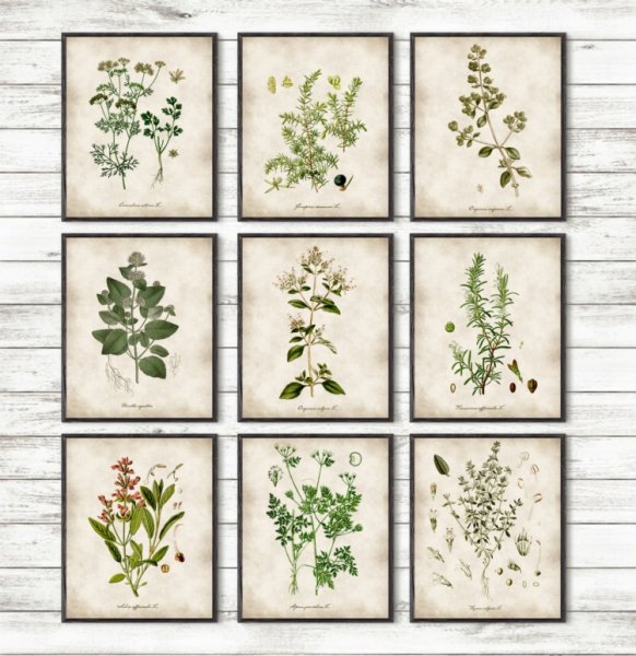 Иллюстрации пряные травы