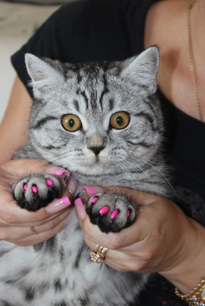 Антицарапки Crazy Liberty Антикоготки XS 20 шт.