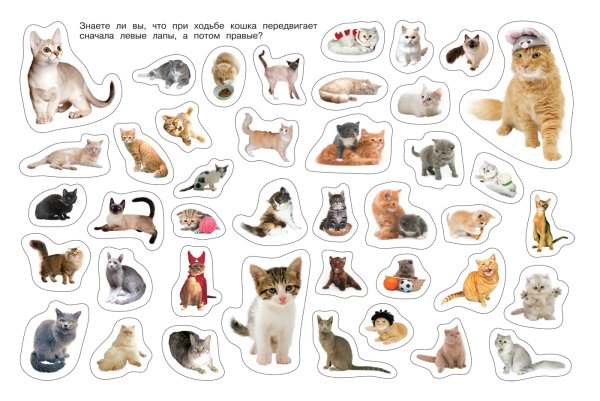 Котики несколько на одном листе