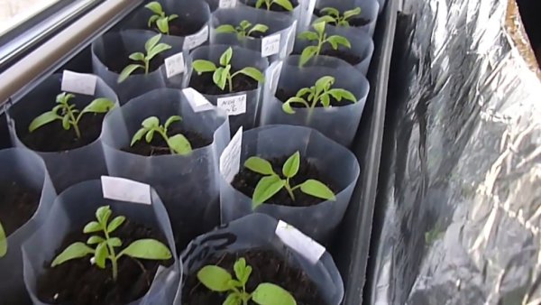 Ярлык заготовка