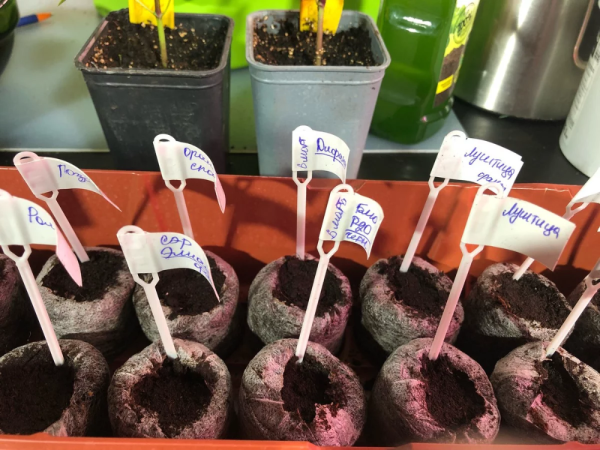 Таблички для огорода в детском саду