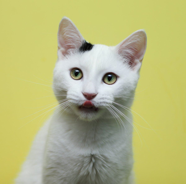 Котики Чиби кавай