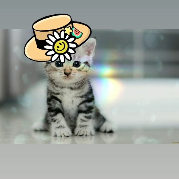 Кавайные котики любовь