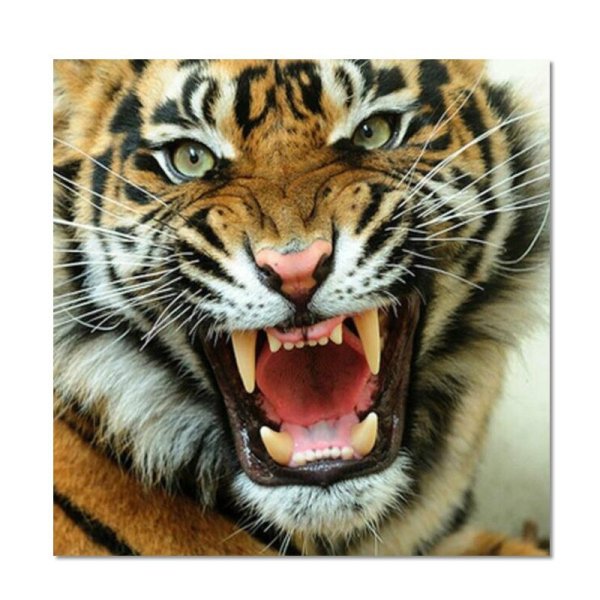 Рисунок тигра карандашом