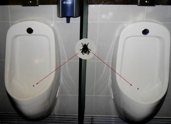 Муха на унитазе